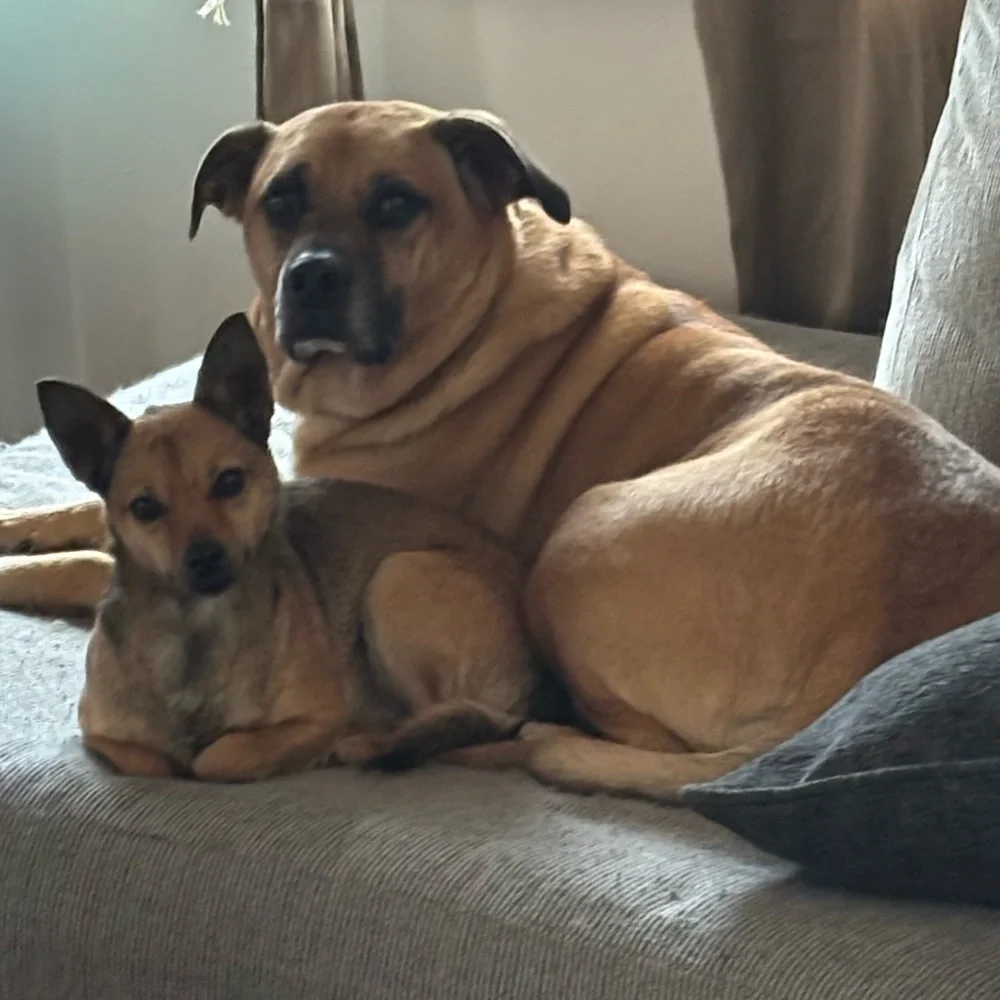 AMANDA is Live !! 💙💙 This Flyer to Be Notified When I Go Live 🦋🥰💖 - Picture 13 of 14